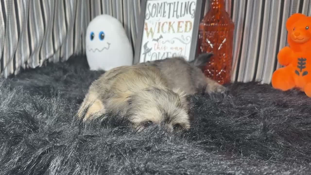 Havanese dogs for sale: Havanese 1 - Video 2