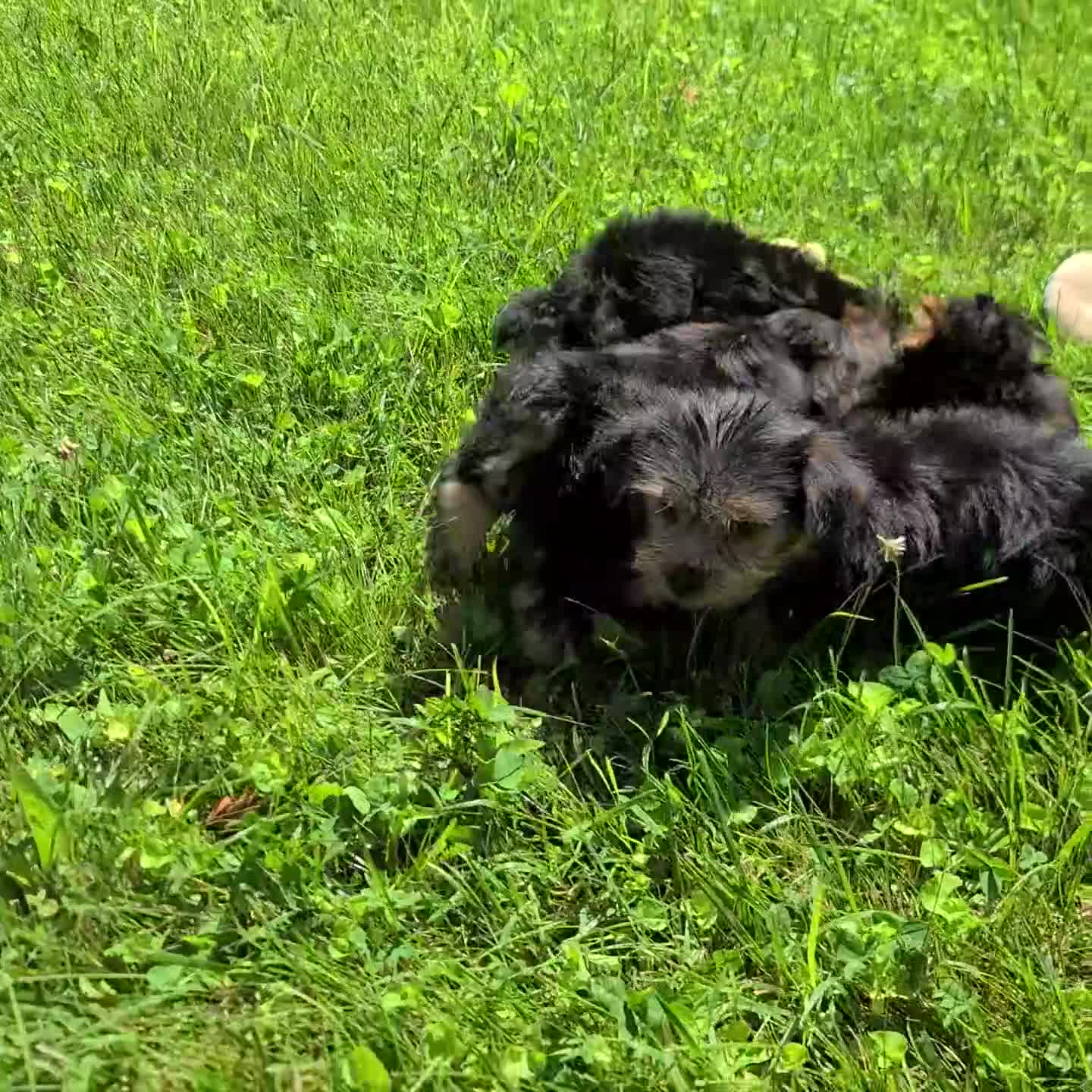 Yorkshire Terrier dogs for sale: Blossom - Video 1
