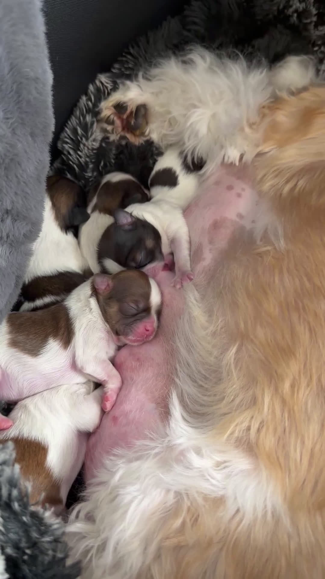 Shih Tzu dogs for sale: Nina - Video 1