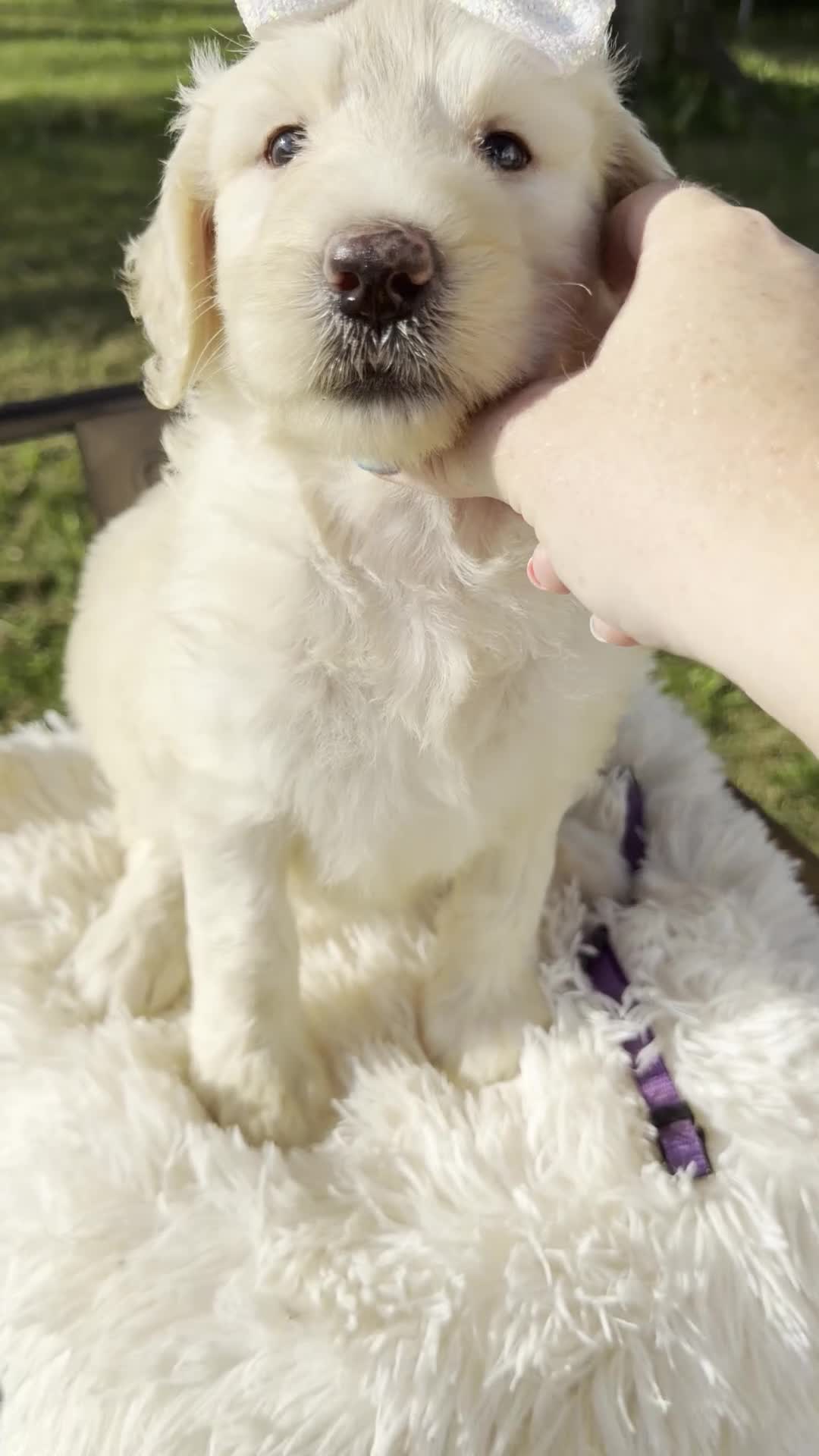 Goldendoodle dogs for sale: Marigold - F1b - Video 1