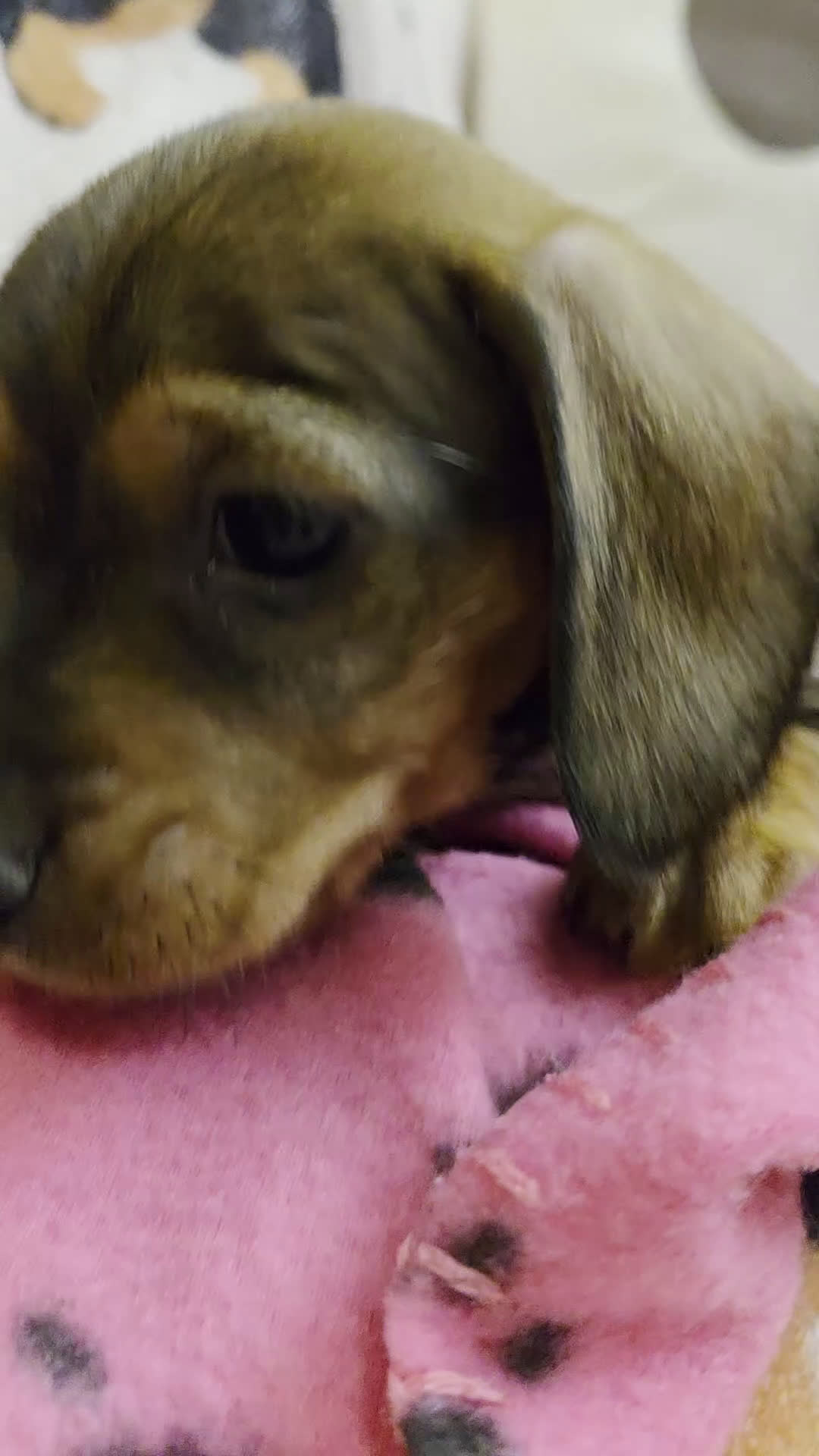 Miniature Dachshund dogs for sale: Daphne - Video 1