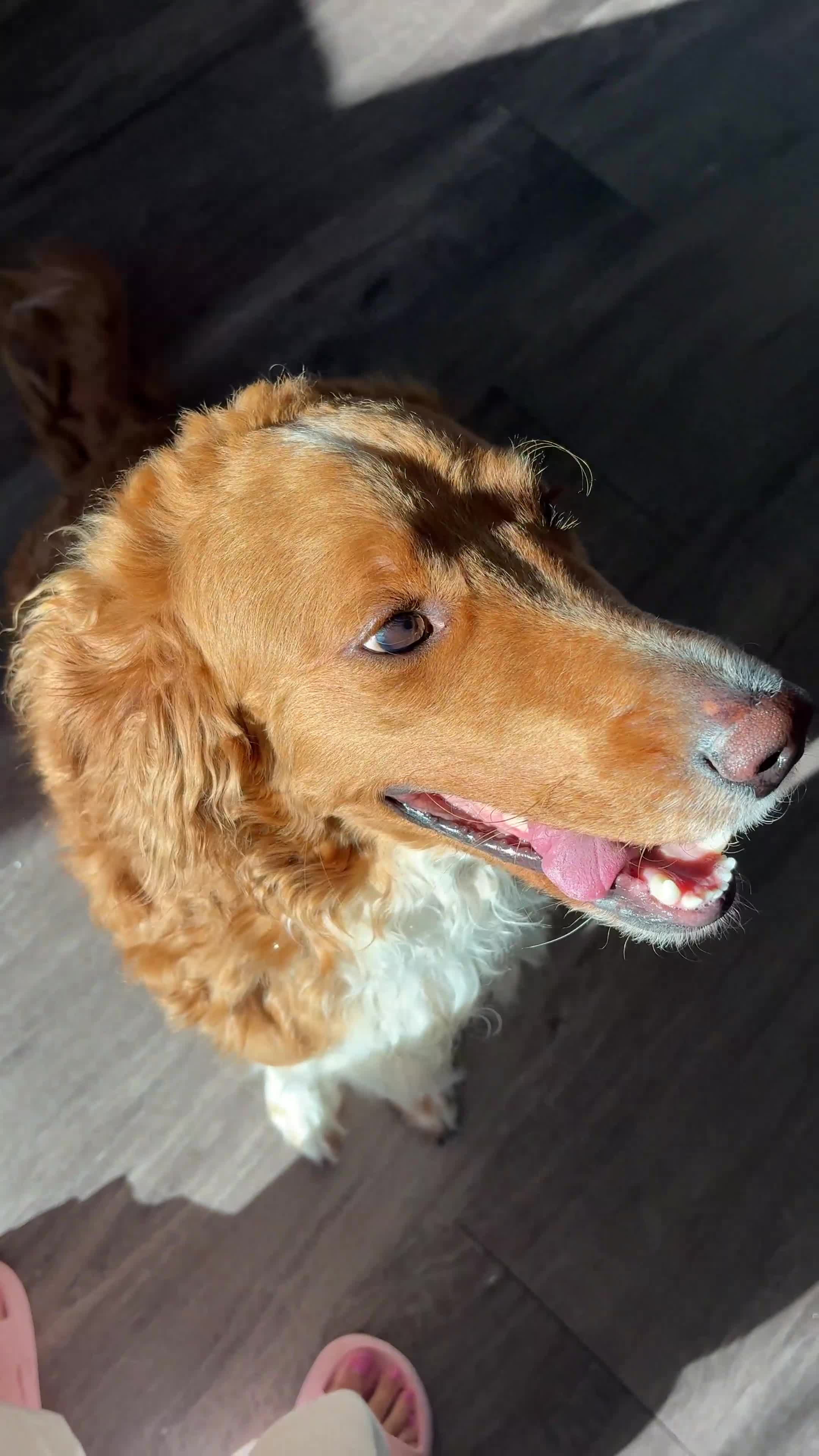 Goldendoodle dogs for sale: Goldendoodle Brittany Mix 1 - Video 1