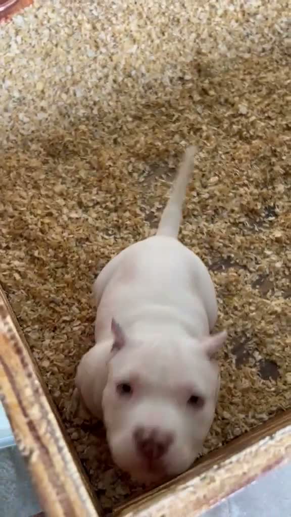 American Bully dogs for sale: American Bully 1 - Video 3