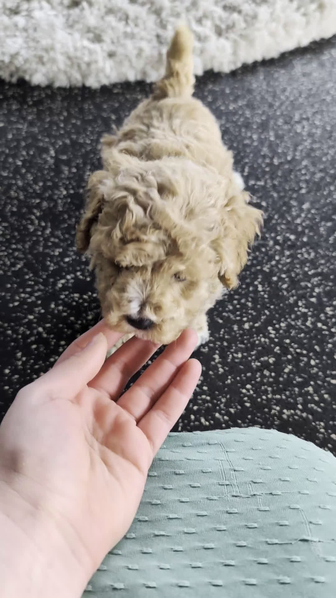 Cavachon dogs for sale: Scotty  - Video 1