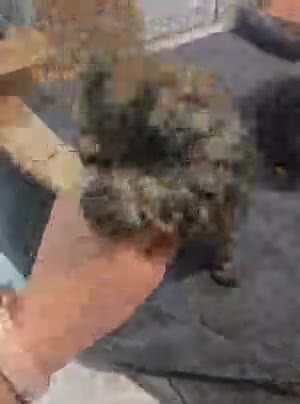 Toy Poodle dogs for sale: Rusty - Video 1