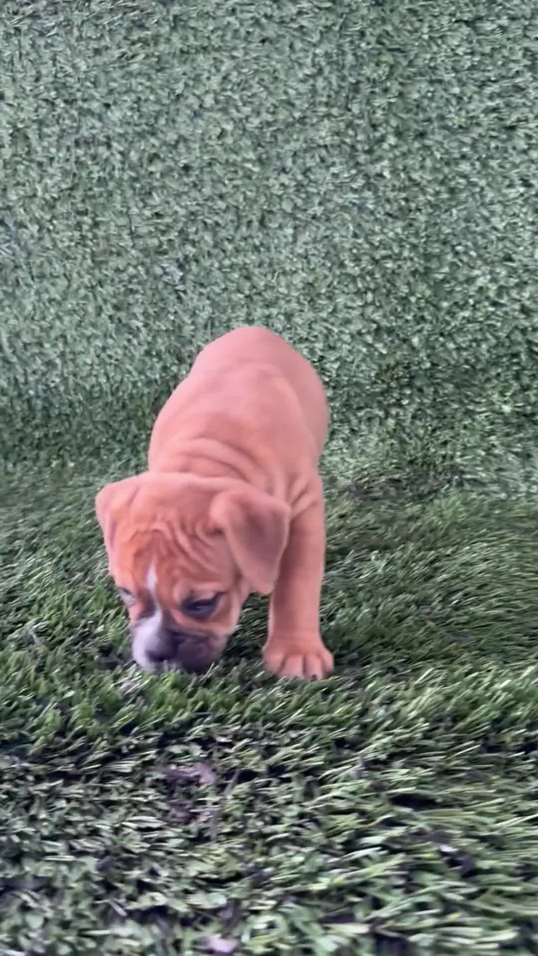 Olde English Bulldogge dogs for sale: Nicole - Video 1