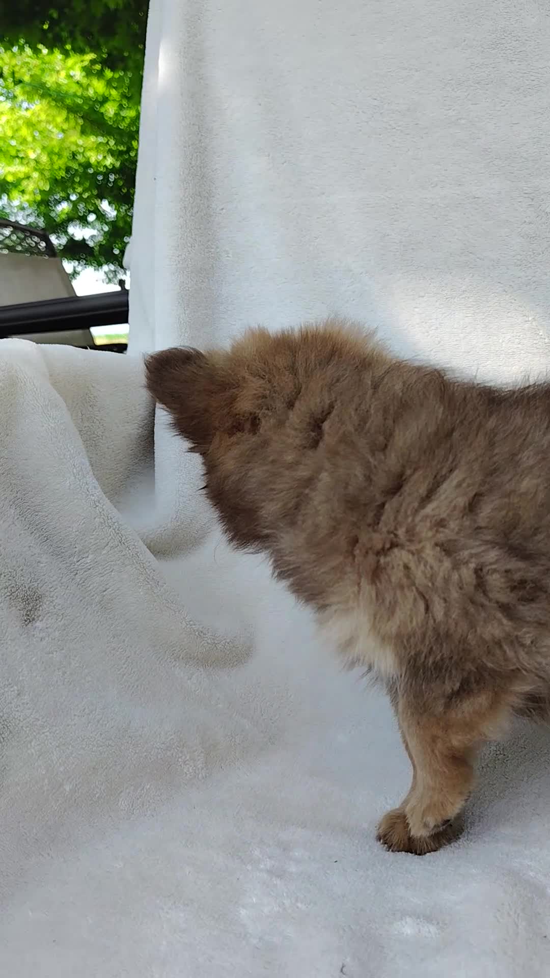 Pomchi dogs for sale: Kisses - Video 1