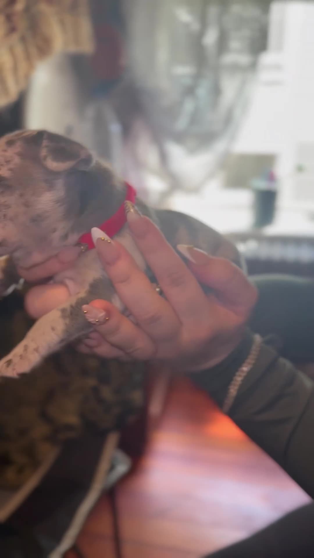 French Bulldog dogs for sale: French Bulldog 3 - Video 1
