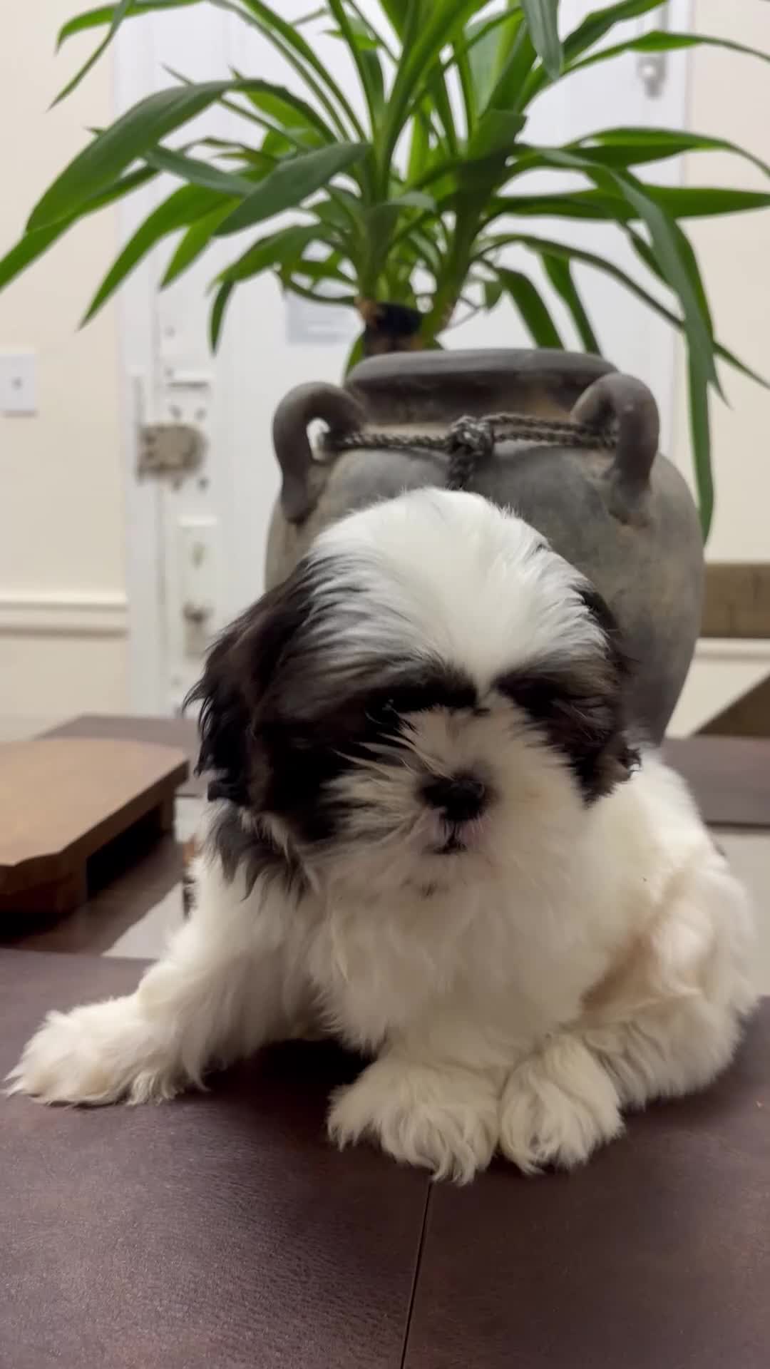 Shih Tzu dogs for sale: Zillow - Video 1