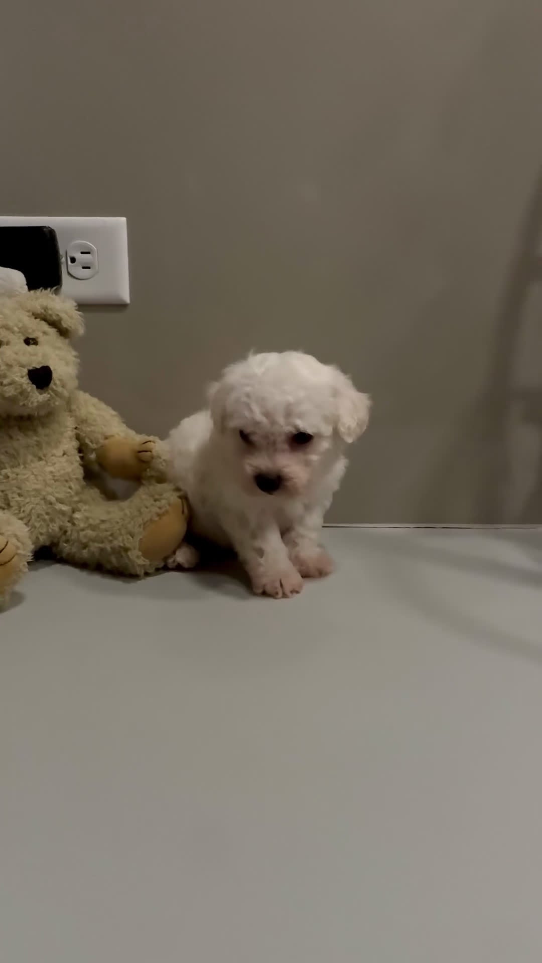 Bichon Frise dogs for sale: ACA Mickey - Video 2