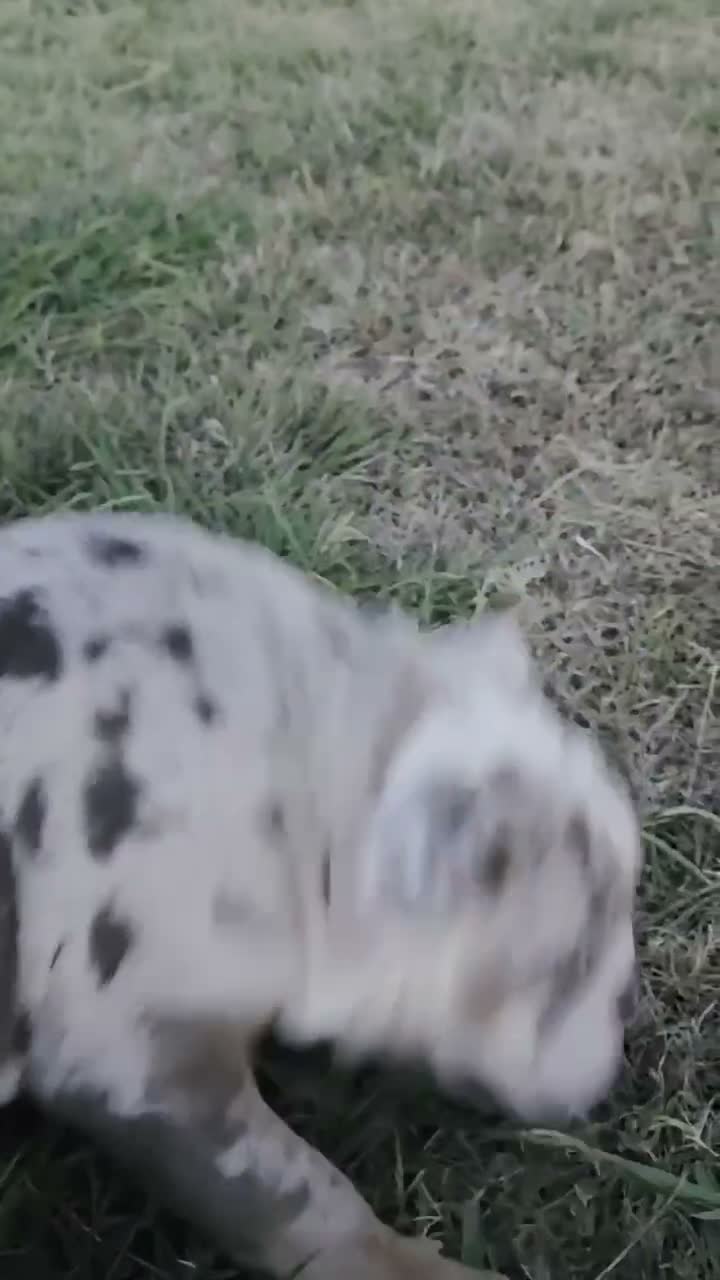 English Bulldog dogs for sale: English Bulldog 1 - Video 3