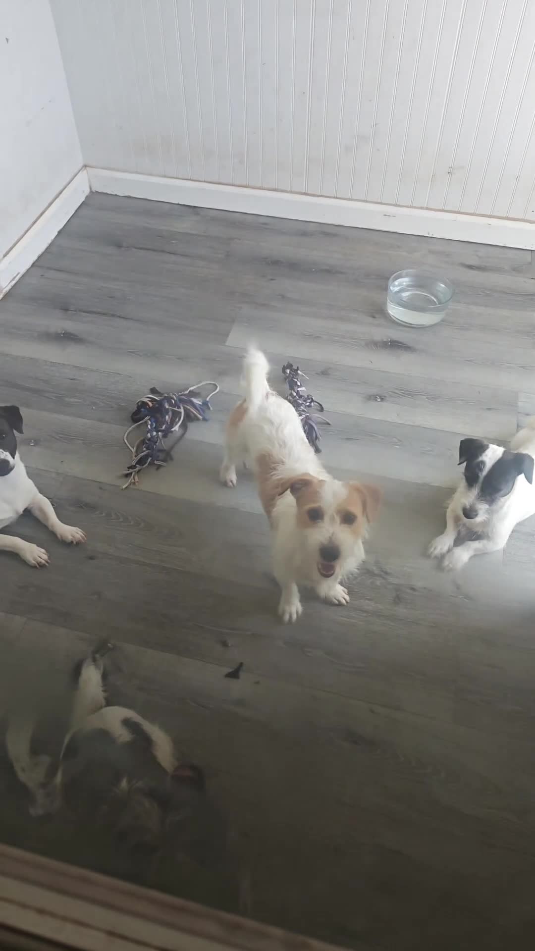 Jack Russell Terrier dogs for sale: Jack Russell Terrier 1 - Video 1