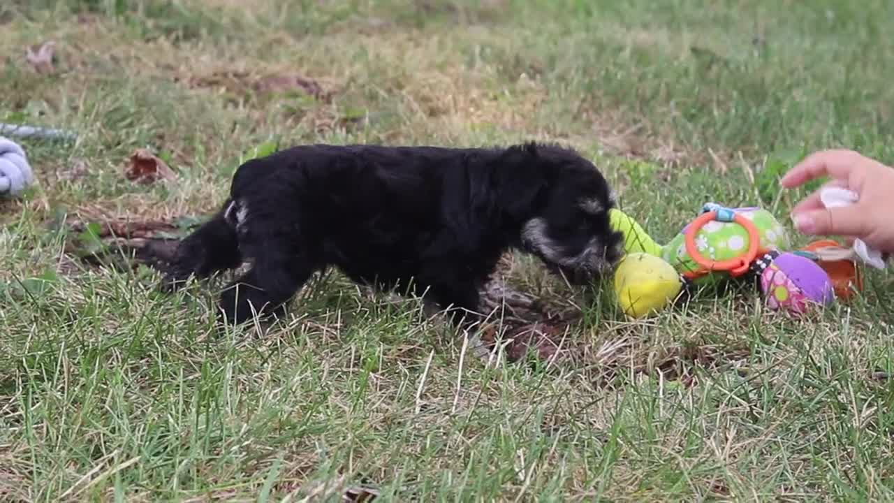Miniature Schnauzer dogs for sale: Benji - Video 1