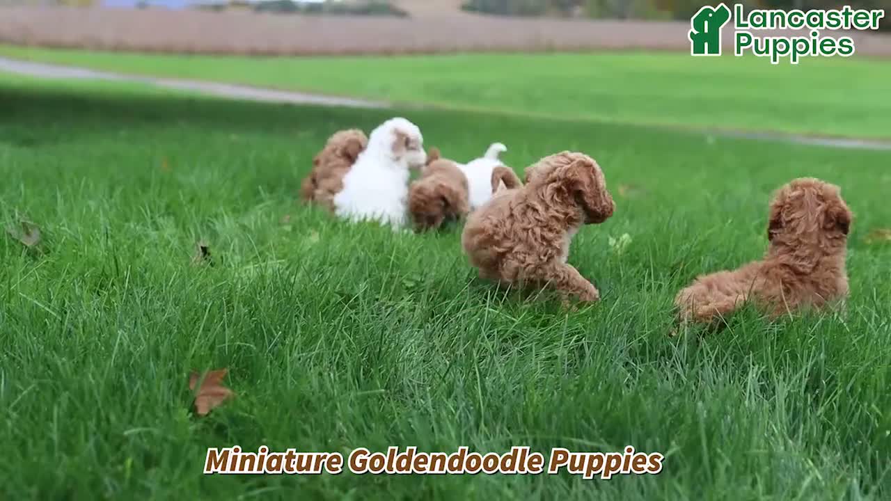 Mini Goldendoodle dogs for sale: Penny - Video 1
