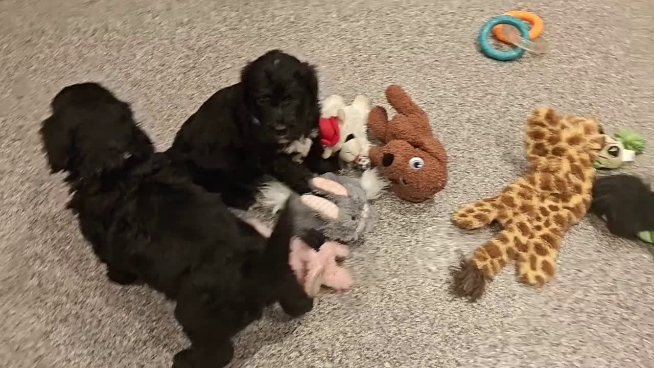 Bernedoodle dogs for sale: Bear - Video 1