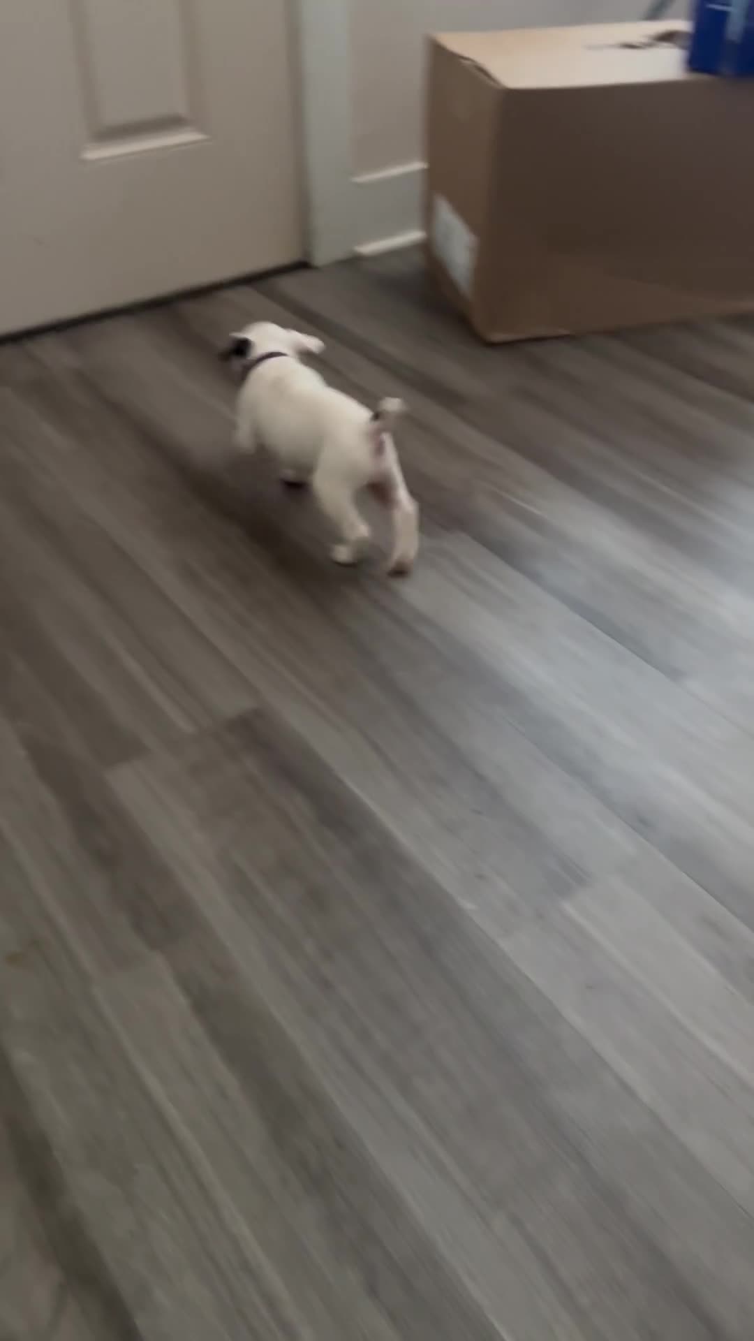 Olde English Bulldogge dogs for sale: Olde English Bulldogge 1 - Video 1