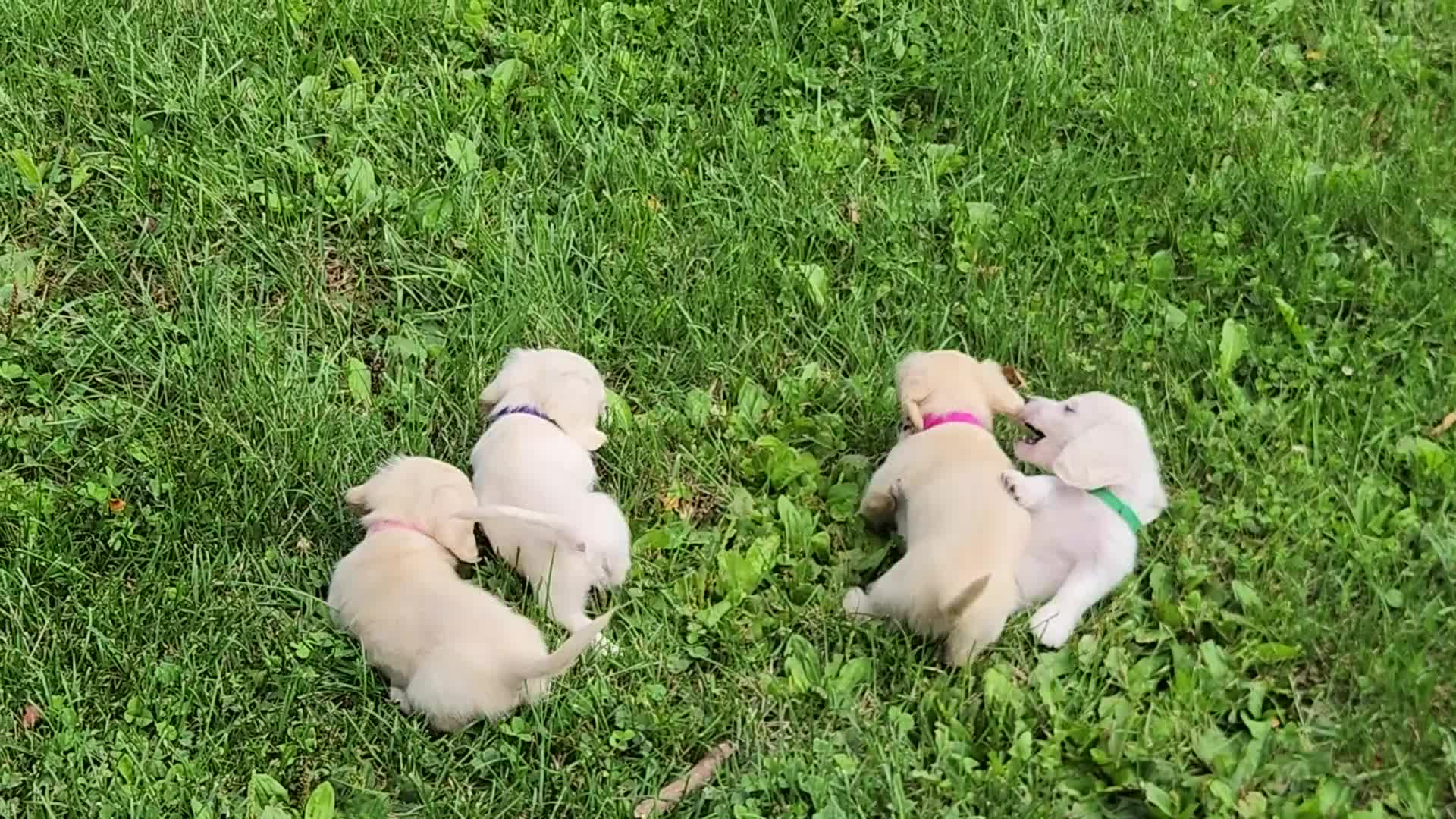 Miniature Dachshund dogs for sale: Bloom - Video 1