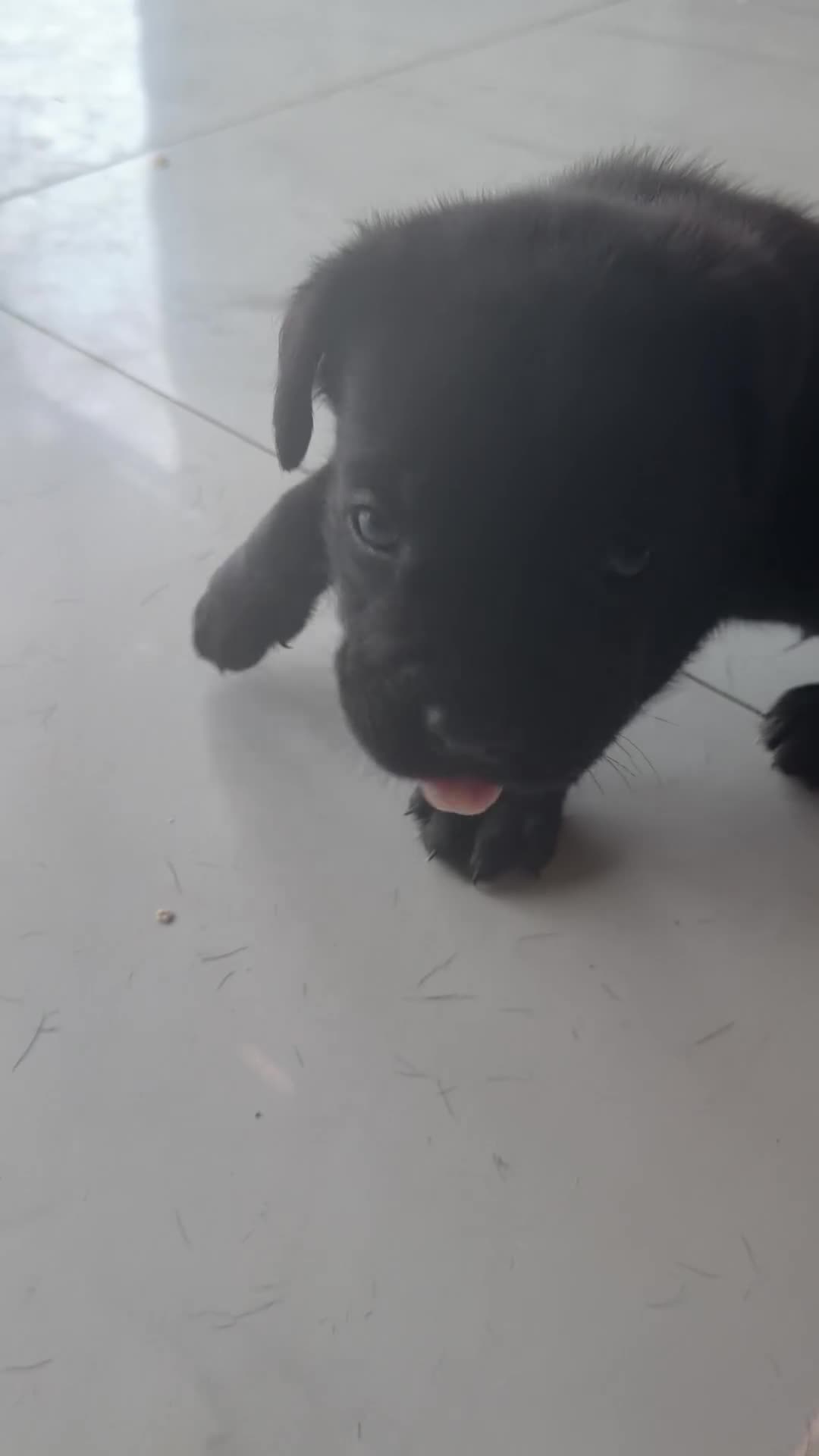 Cane Corso dogs for sale: Cane Corso 2 - Video 1