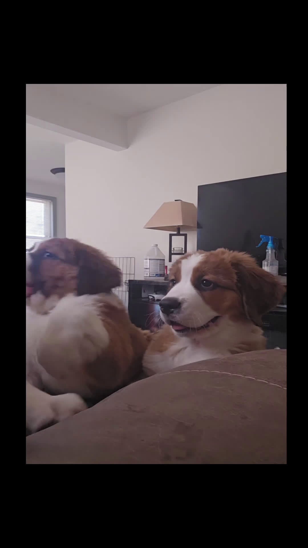 Mixed Breed dogs for sale: Scarlet - Video 1