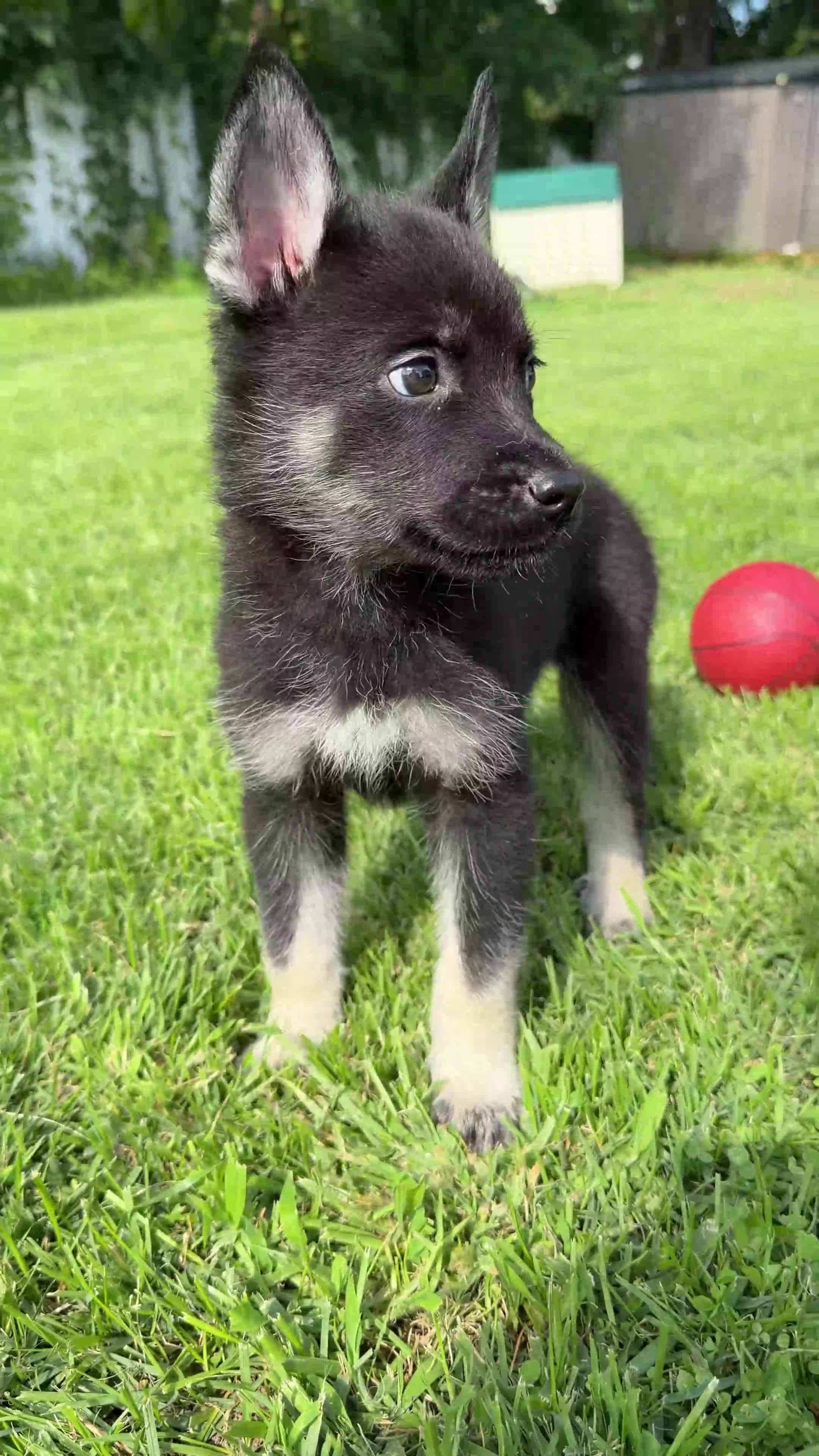 Gerberian Shepsky dogs for sale: Hercules - Video 1