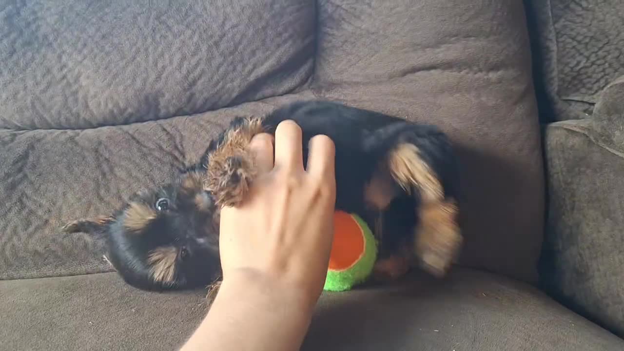 Yorkshire Terrier dogs for sale: Reba - Video 4