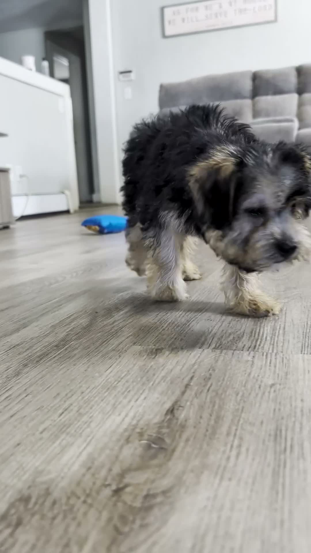 Yorkiepoo dogs for sale: Theodore  - Video 1