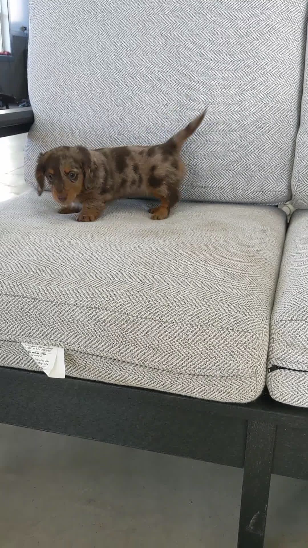 Miniature Dachshund dogs for sale: Princess  - Video 1
