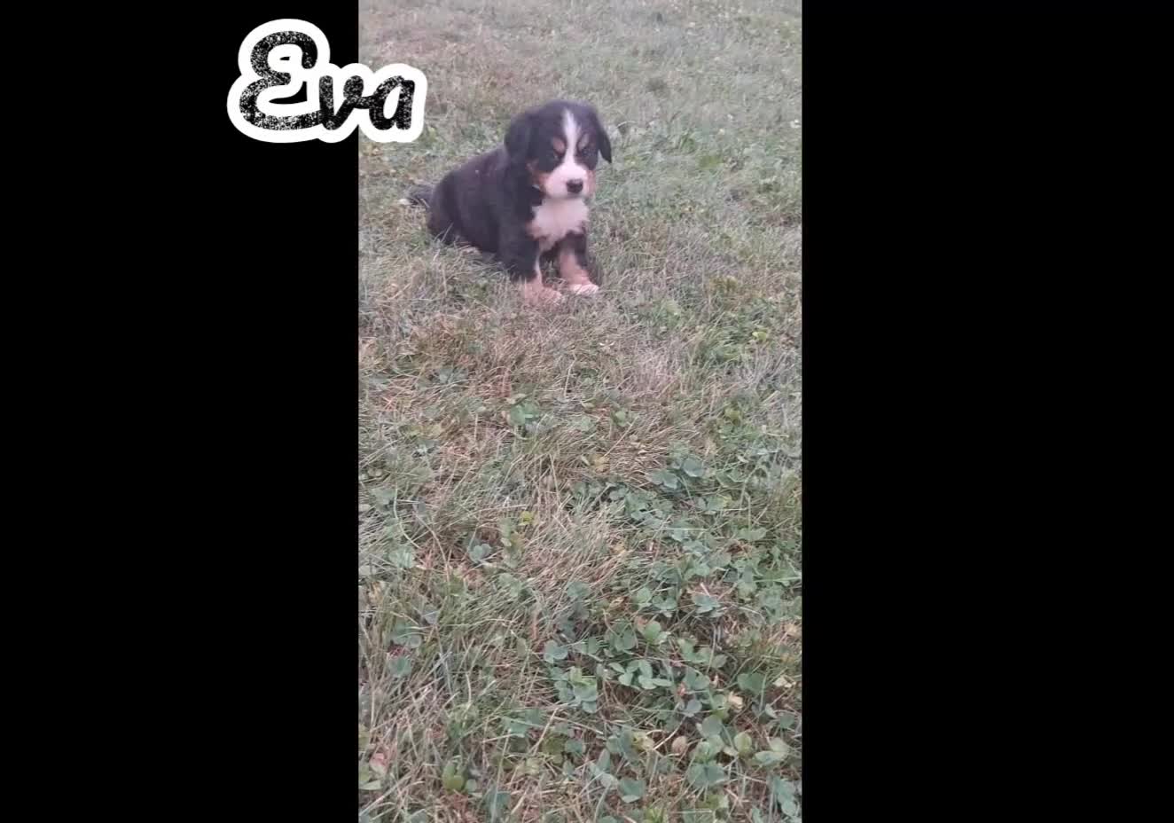 Bernese Mountain Dog dogs for sale: Eva - Video 1