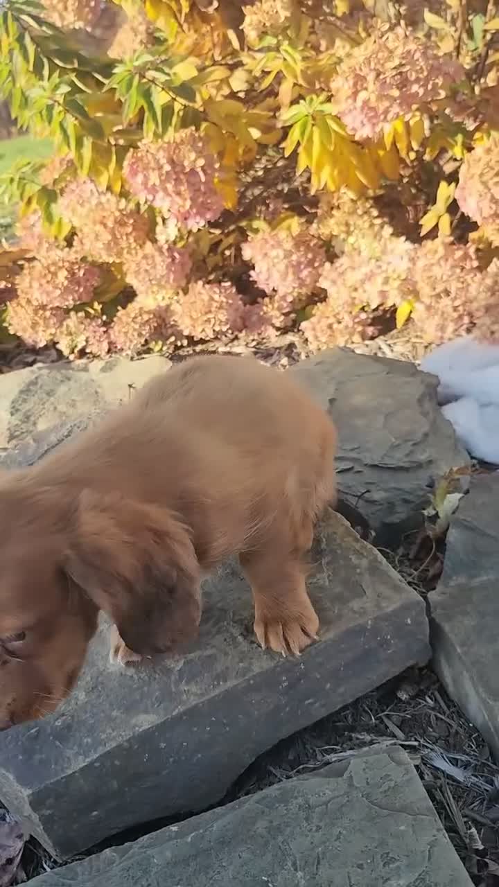 Miniature Dachshund dogs for sale: Rusty  - Video 1