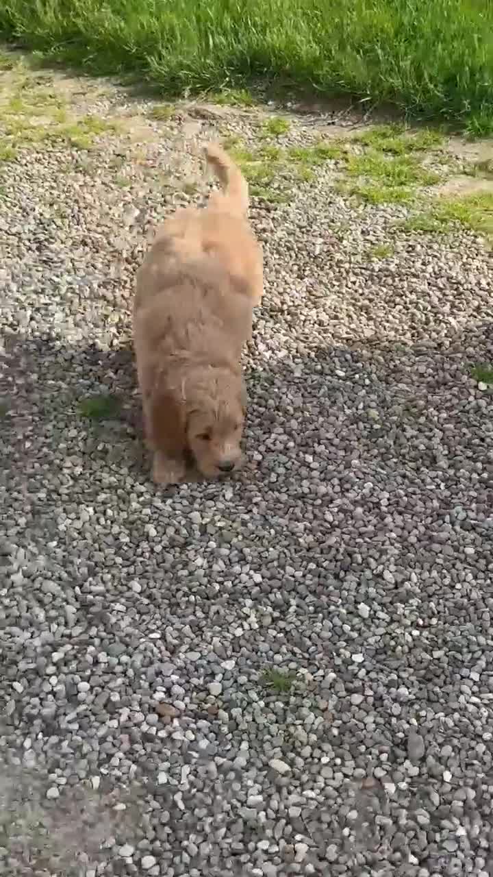 Mini Goldendoodle dogs for sale: Summer - Video 1