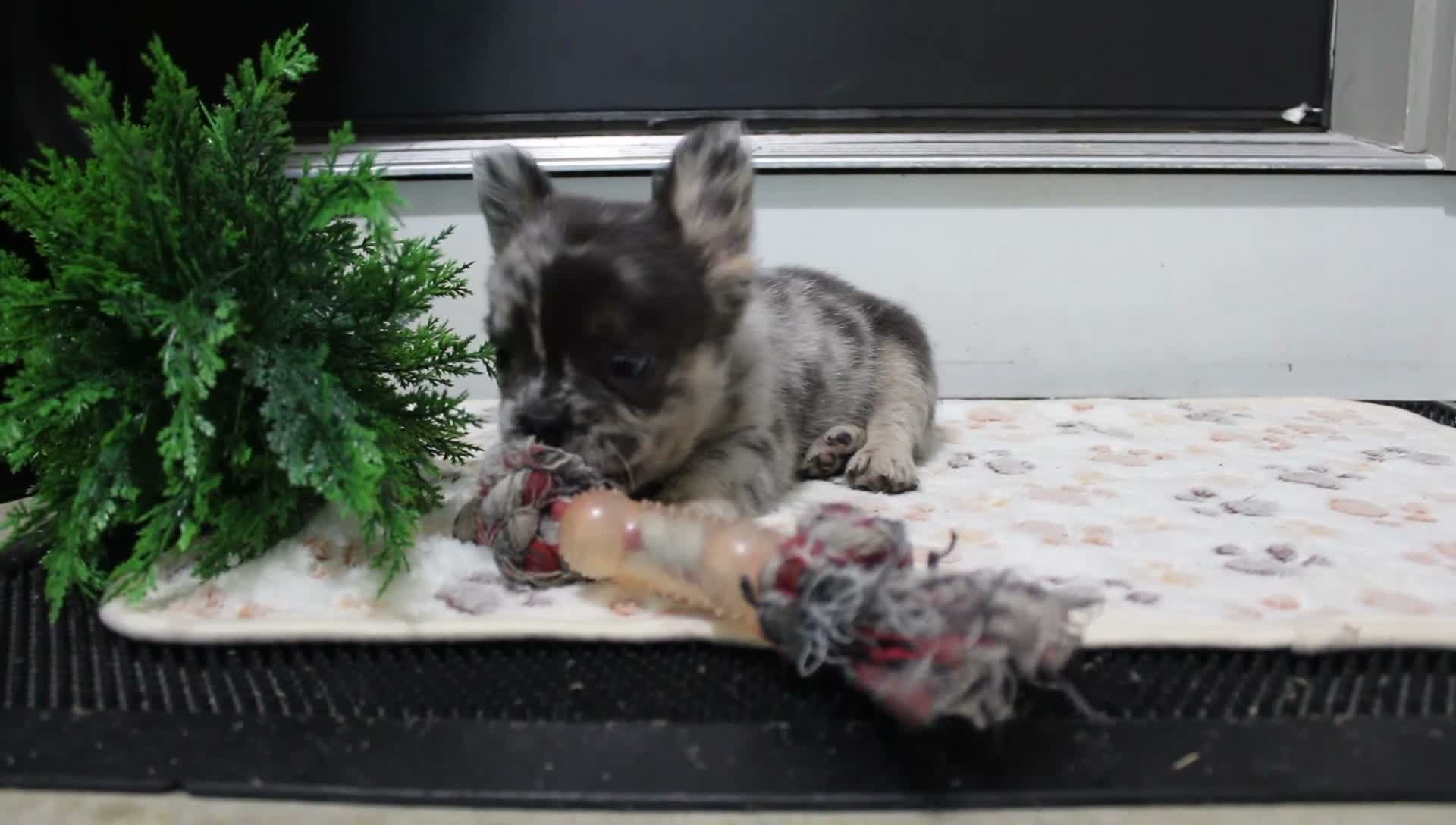 French Bulldog dogs for sale: Patrick - Video 1