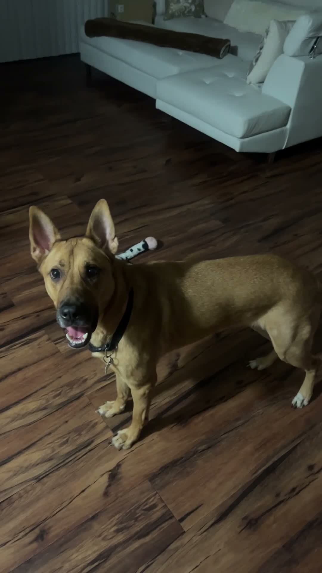 Mixed Breed dogs for sale: Mixed Breed 1 - Video 1