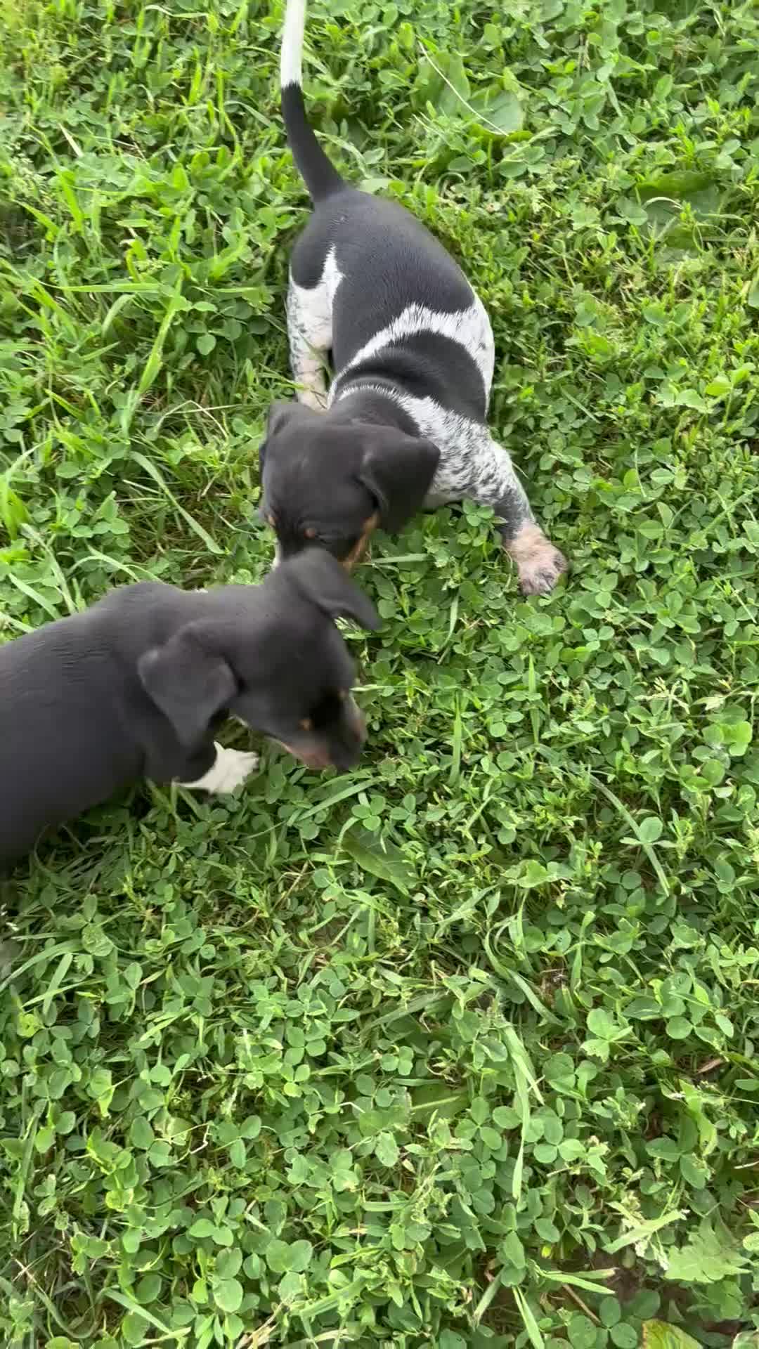 Dachshund dogs for sale: Ottis  - Video 1