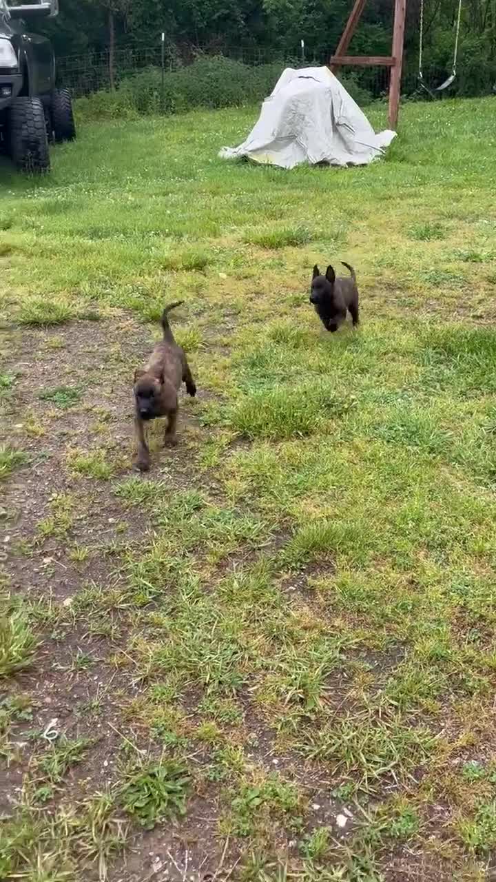 Mixed Breed dogs for sale: Mixed Breed Puppy 2 - Video 1