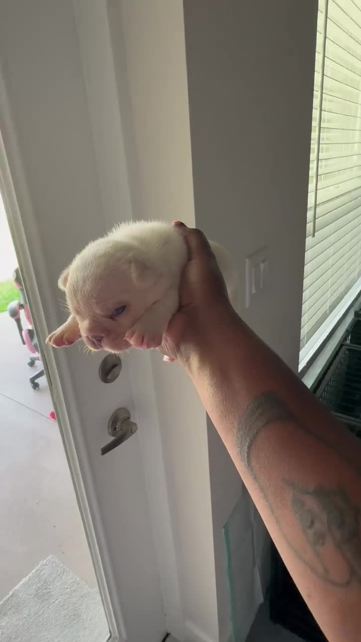 French Bulldog dogs for sale: French Bulldog Puppy 2 - Video 1