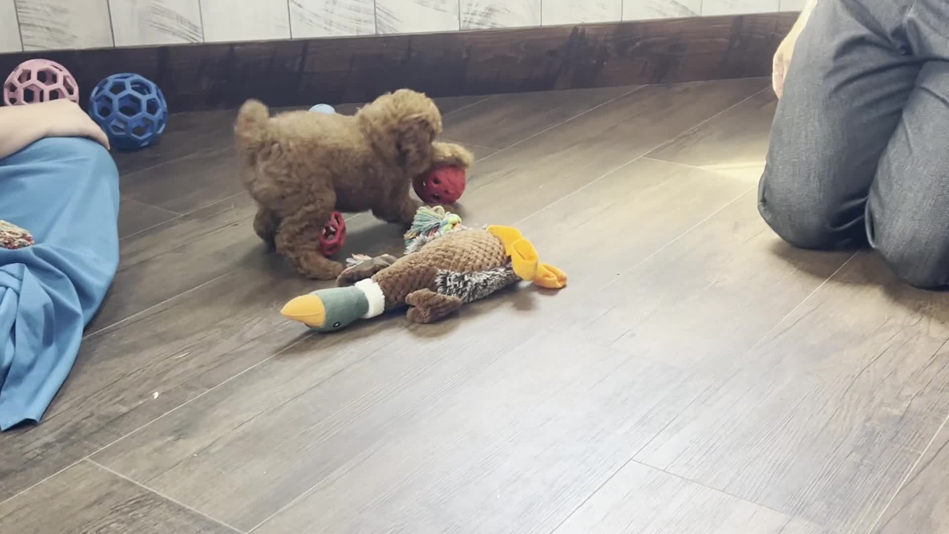 Mixed Breed dogs for sale: Flame - Video 1