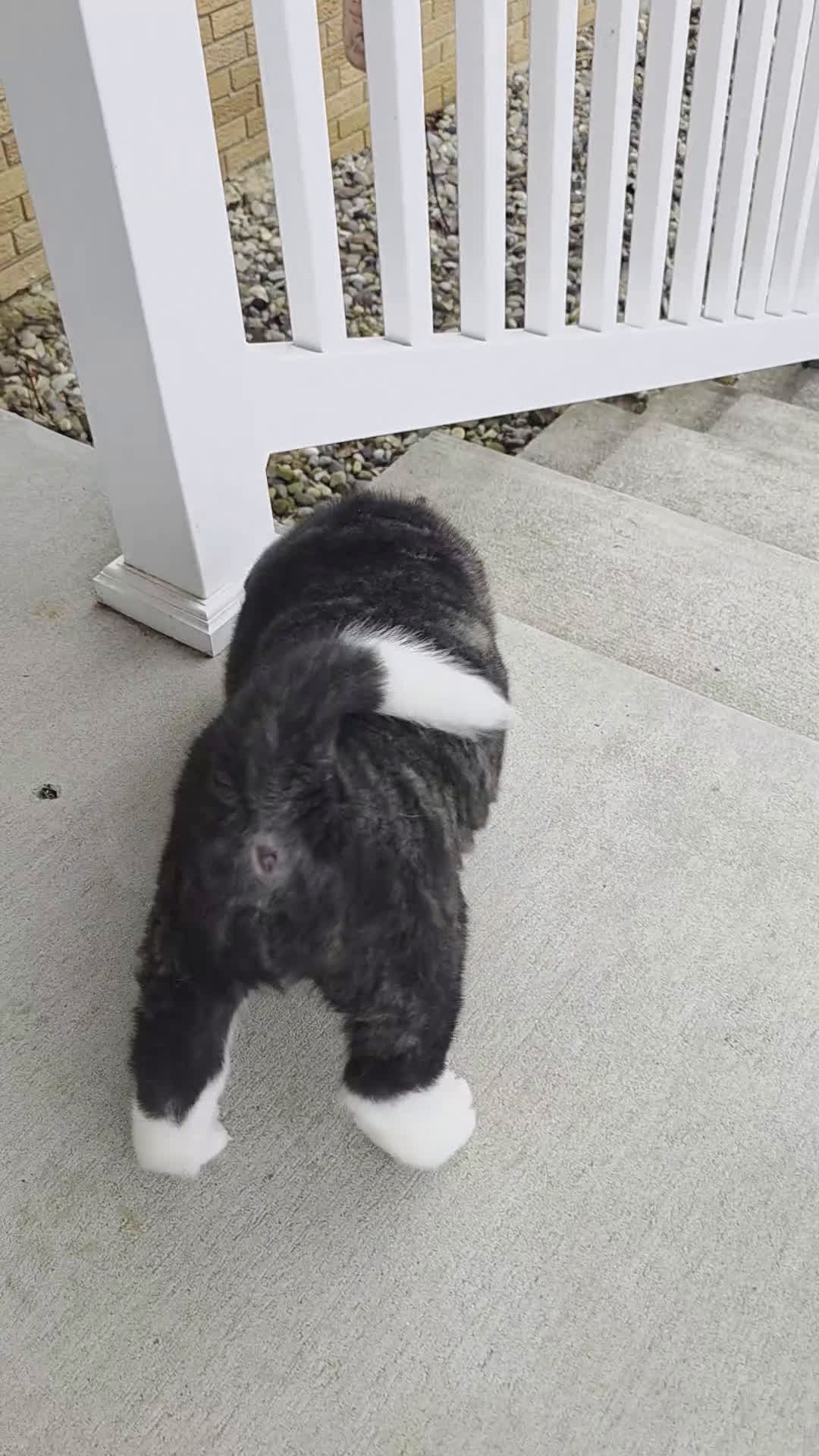 Akita dogs for sale: AKC Lucky - Video 2