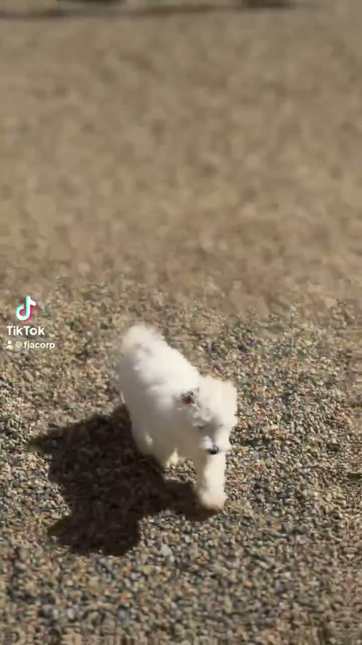 Maltese dogs for sale: Maltese 2 - Video 2