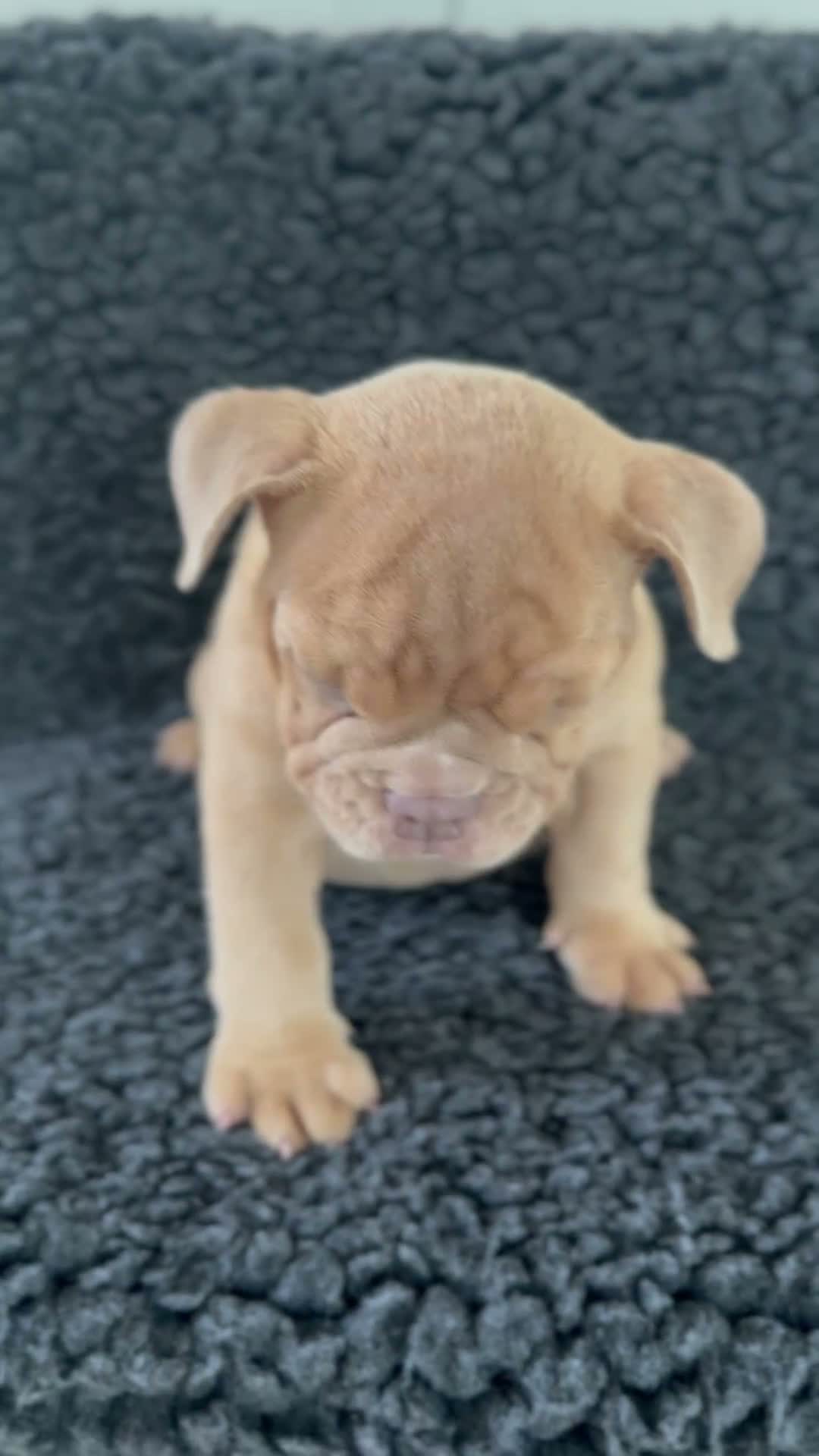 English Bulldog dogs for sale: English Bulldog 2 - Video 1