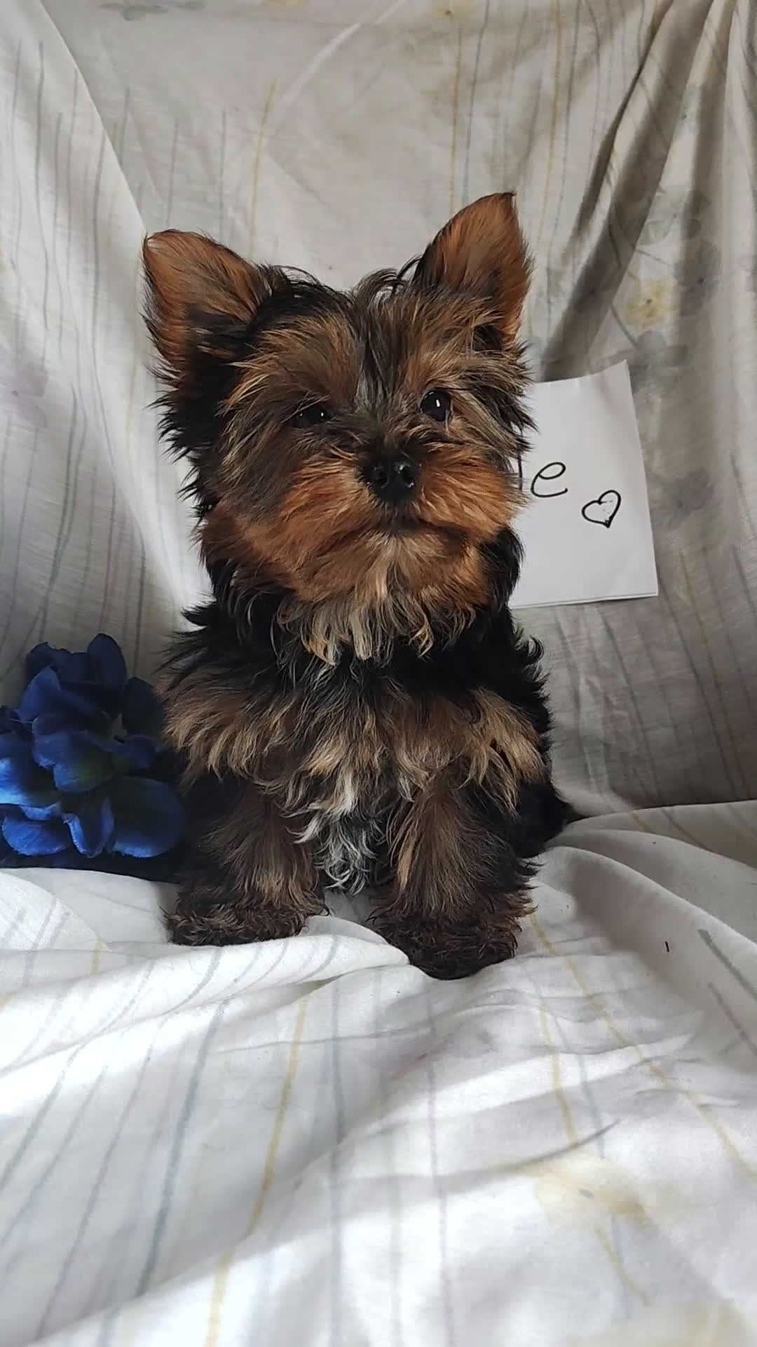Yorkshire Terrier dogs for sale: Charlie - Video 1