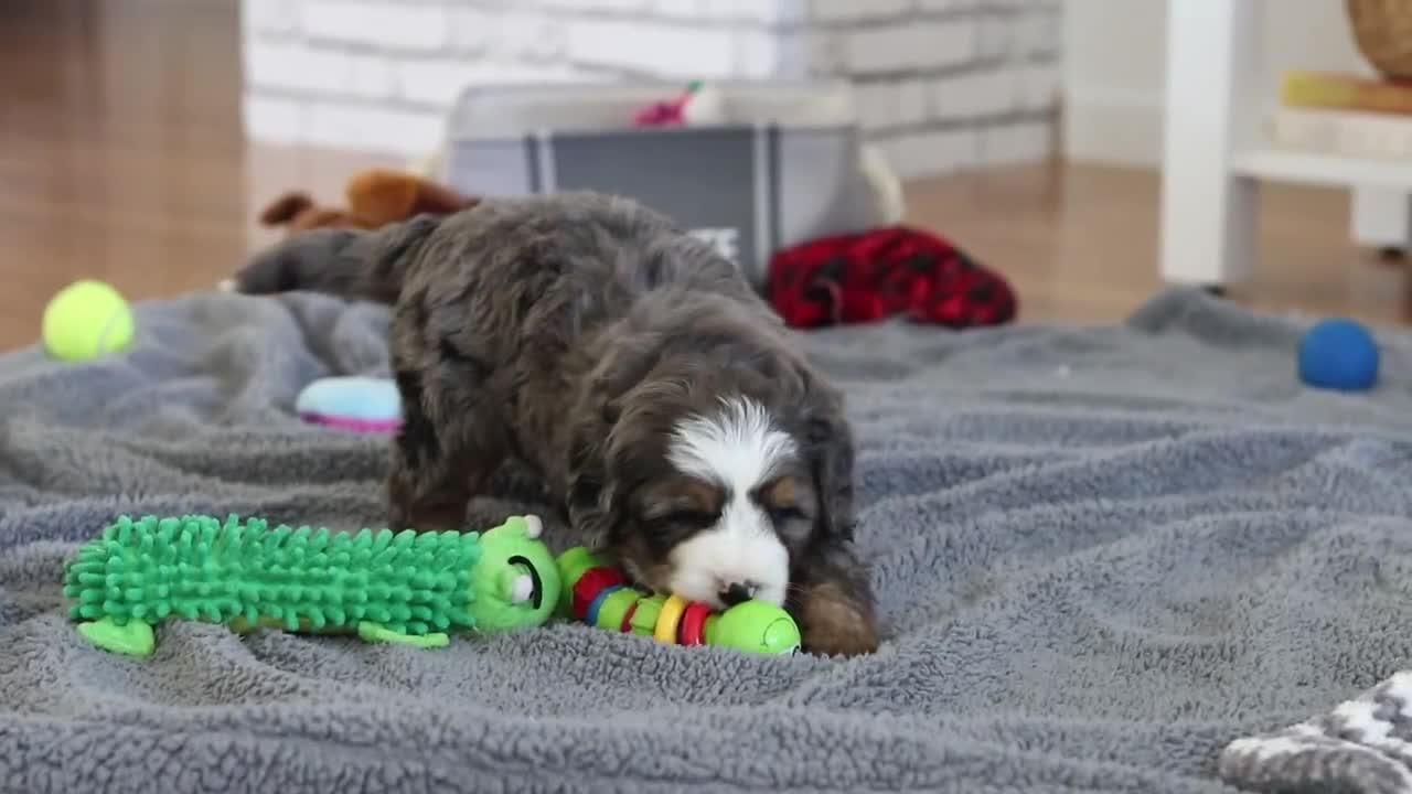 Mini Bernedoodle dogs for sale: Vance - Video 1