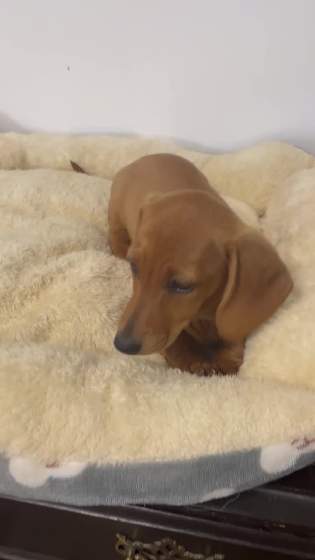 Miniature Dachshund dogs for sale: Wren - Video 1