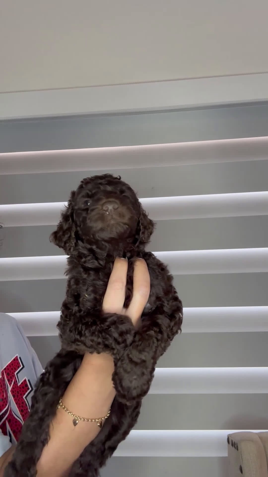 Goldendoodle dogs for sale: Goldendoodle Puppy 2 - Video 1