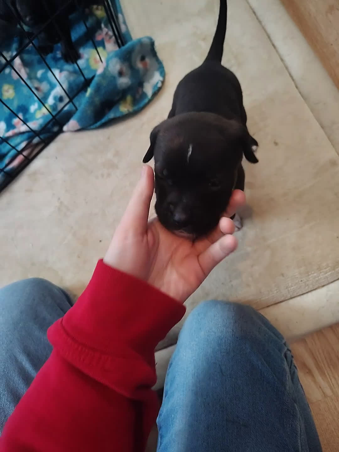 Mixed Breed dogs for sale: Green collar  - Video 1