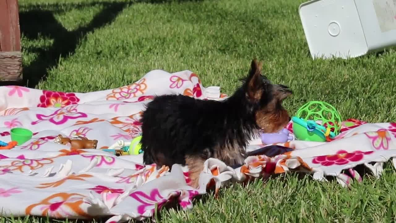 Yorkshire Terrier dogs for sale: Ollie - Video 1