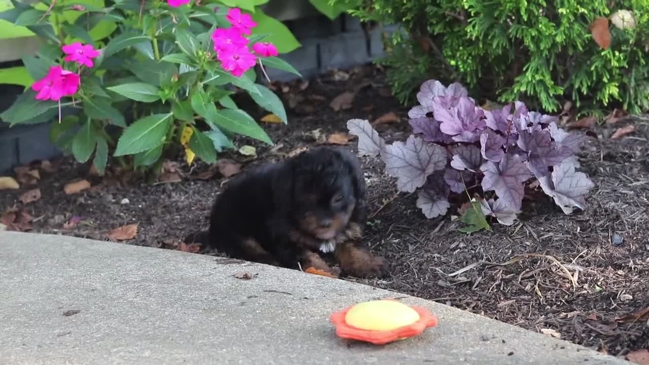 Cavapoo dogs for sale: Lulu - Video 1