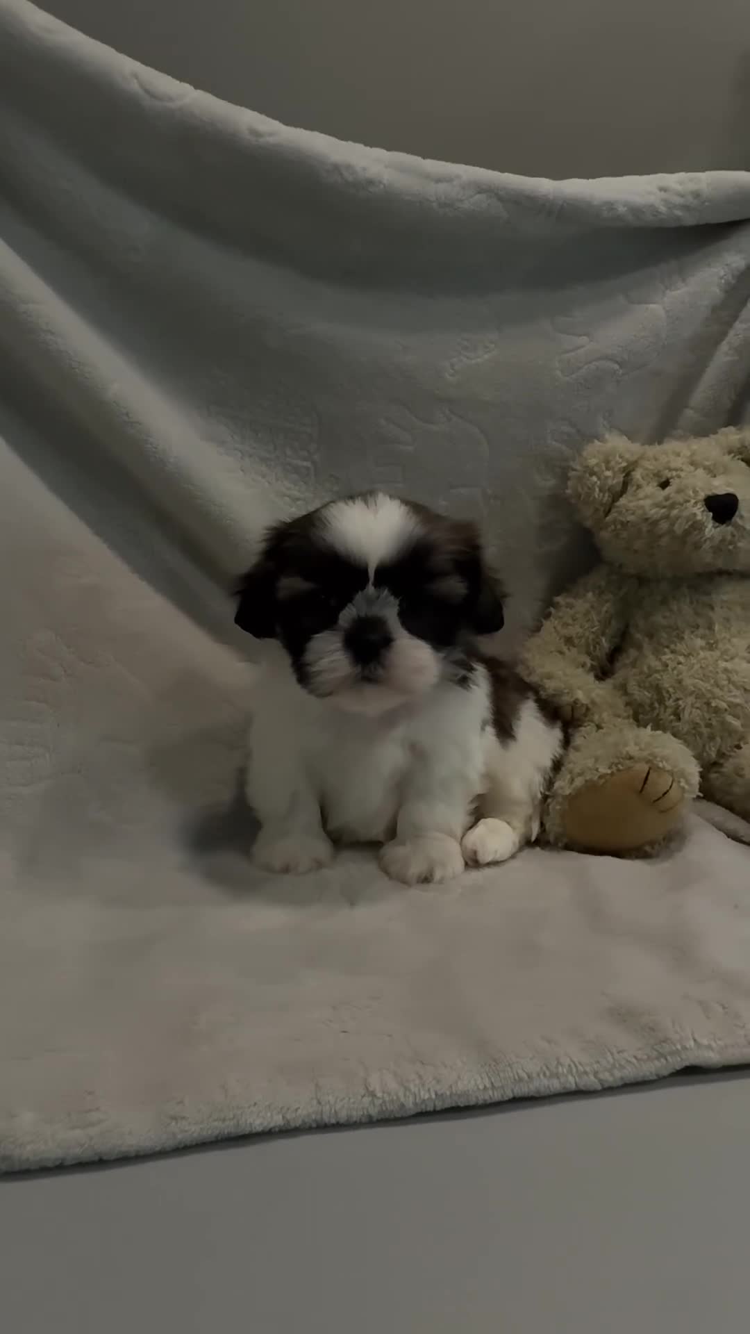 Shih Tzu dogs for sale: AKC SAWYER - Video 2