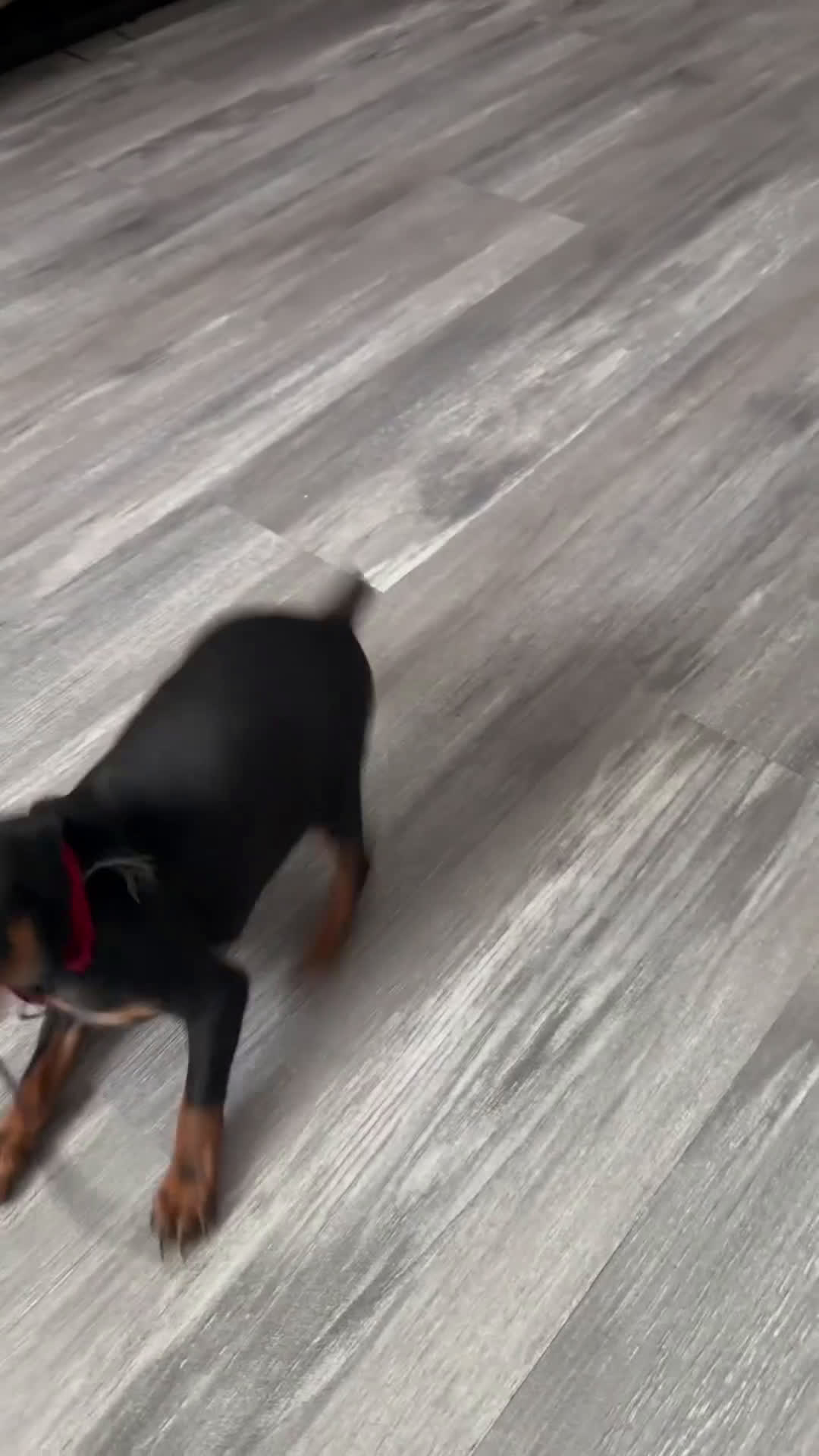 Miniature Pinscher dogs for sale: Miniature Pinscher Puppy 1 - Video 1