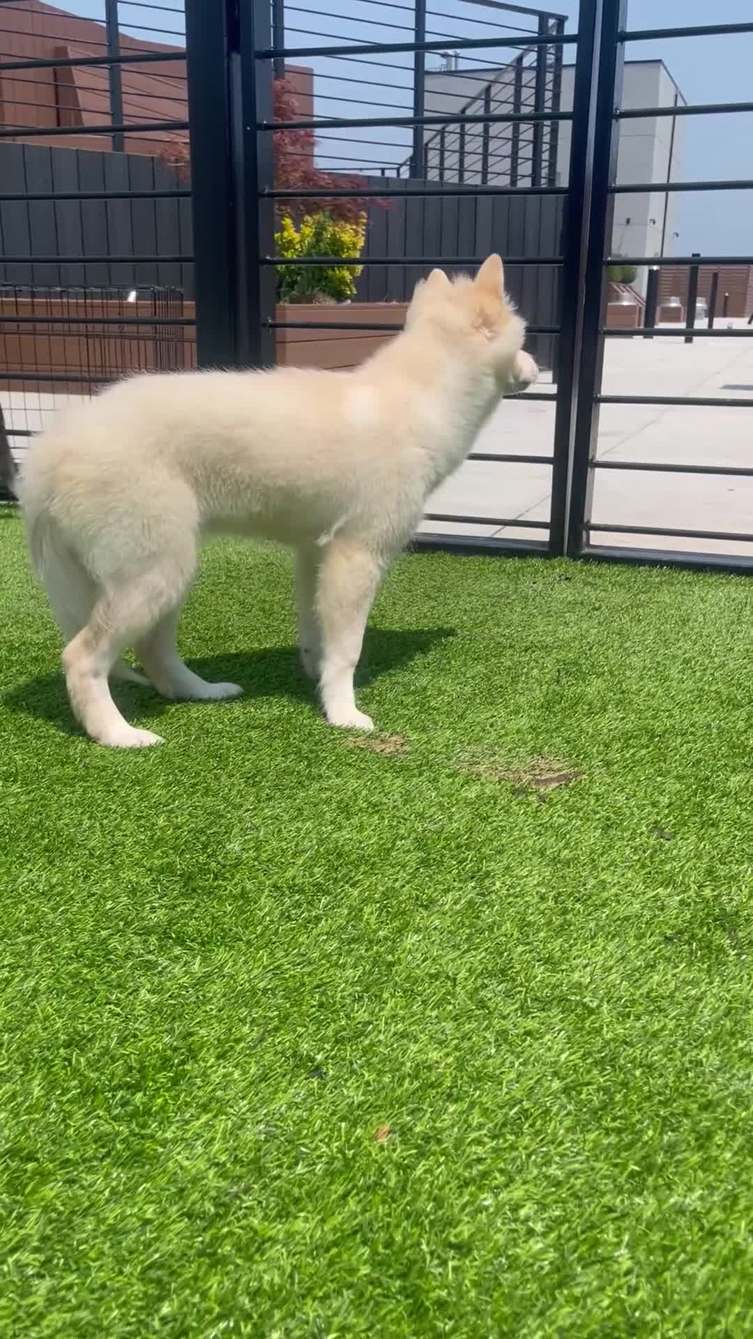 Alaskan Klee Kai dogs for sale: Lady Alona (Lady) - Video 1