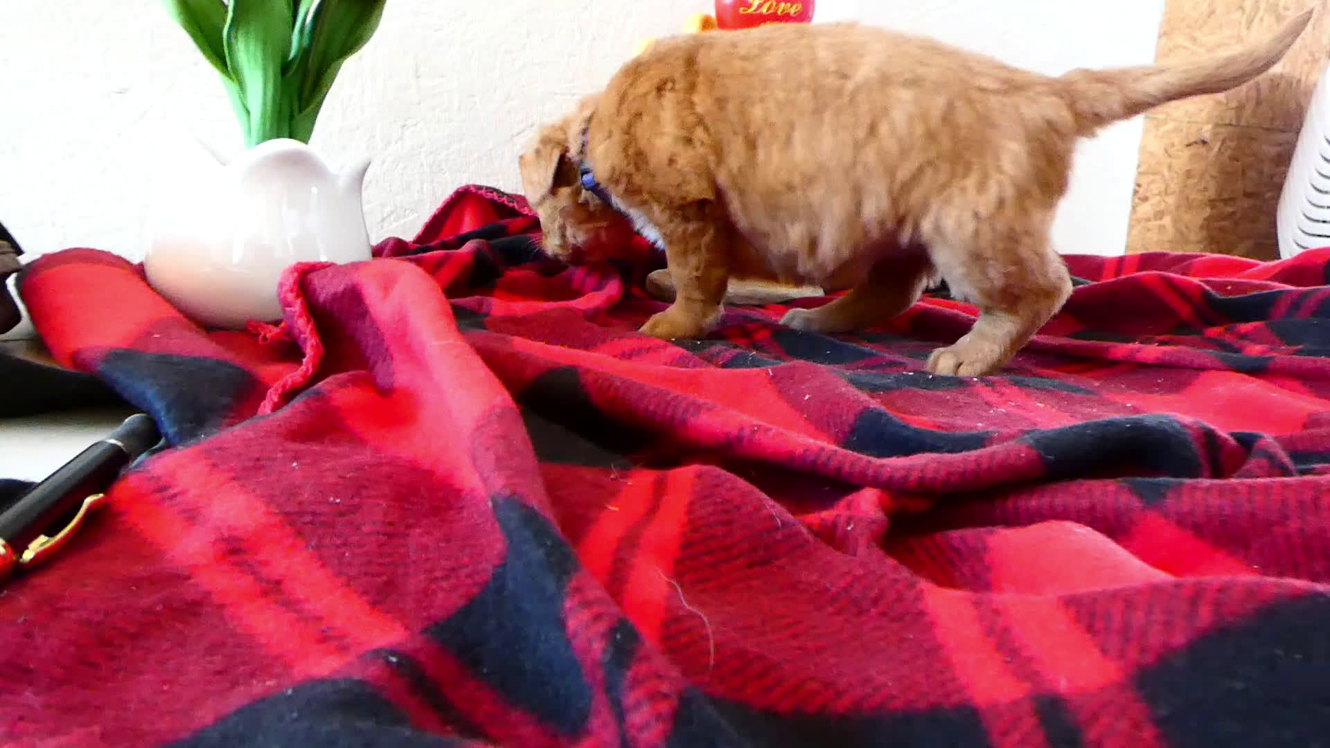 Mini Goldendoodle dogs for sale: Mini Goldendoodle Puppy 8 River - Video 1